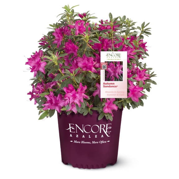 Encore Autumn Sundance Azalea - Rhododendron Roblef