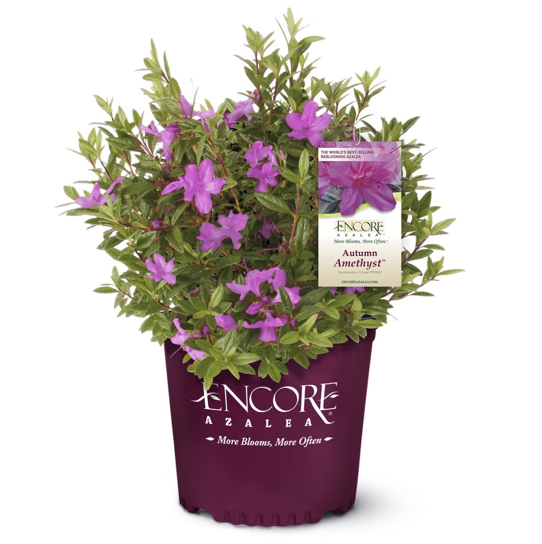Encore-Azalea-Autumn-Amethyst-