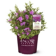 Encore Azalea Autumn Amethyst (1 Gallon) Lavender Purple Flowering Shrub - Full Sun Live Outdoor Plant