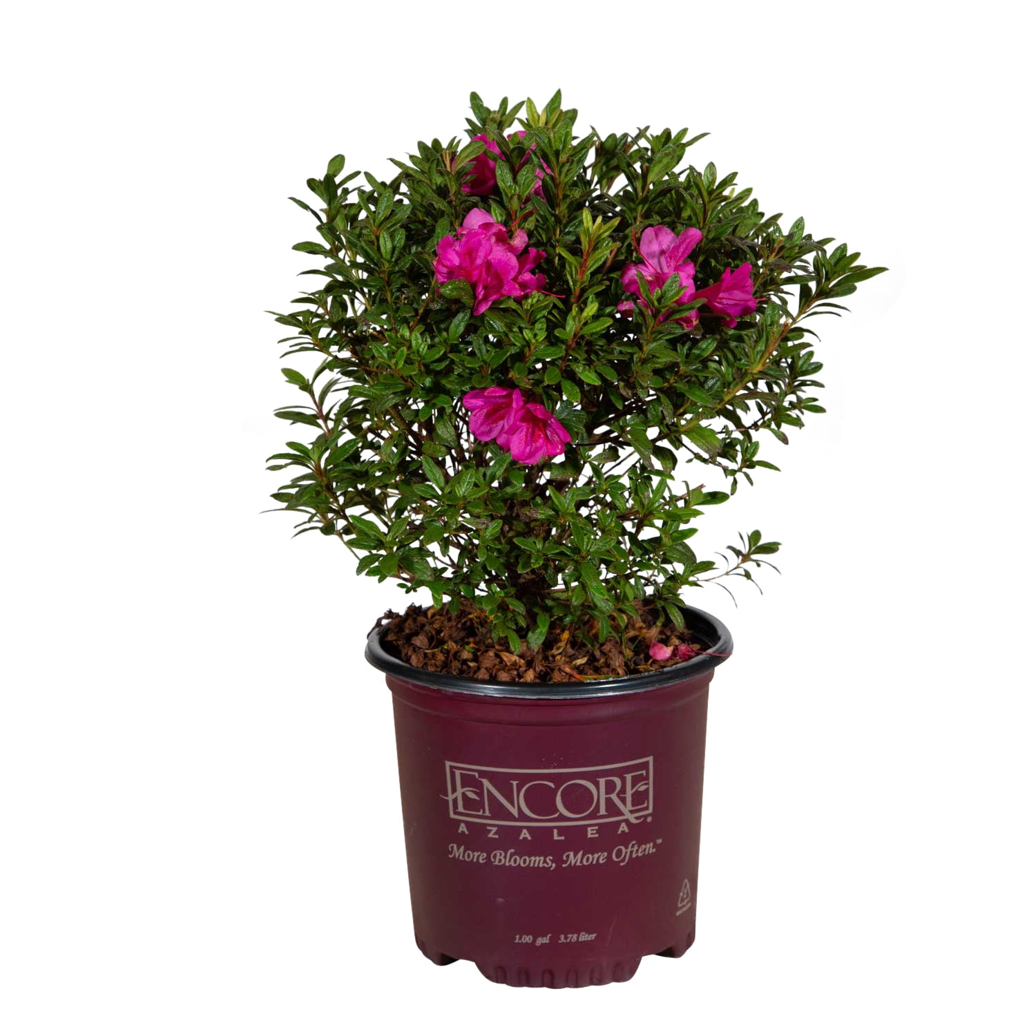 Encore Azalea Autumn Amethyst (1 Gallon) Lavender Purple Flowering ...