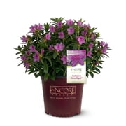 Encore Azalea Autumn Amethyst (3 Gallon) Lavender Purple Flowering Shrub - Full Sun Live Outdoor Plant