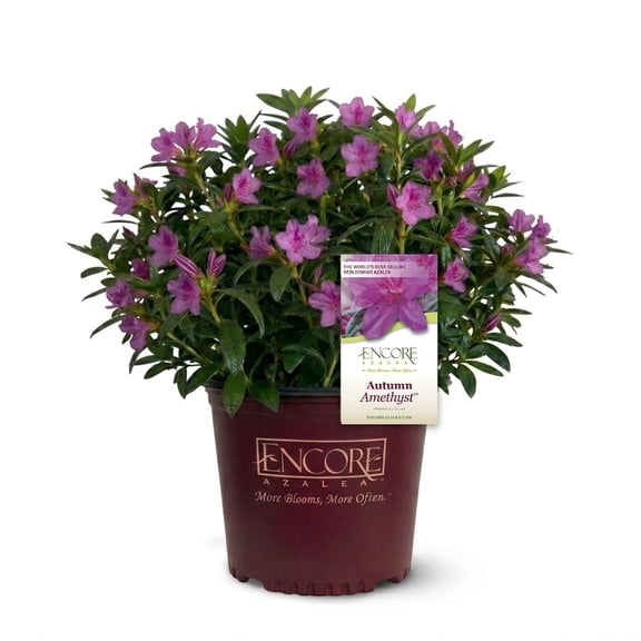 Encore Azalea Autumn Amethyst (3 Gallon) Lavender Purple Flowering Shrub - Full Sun Live Outdoor Plant