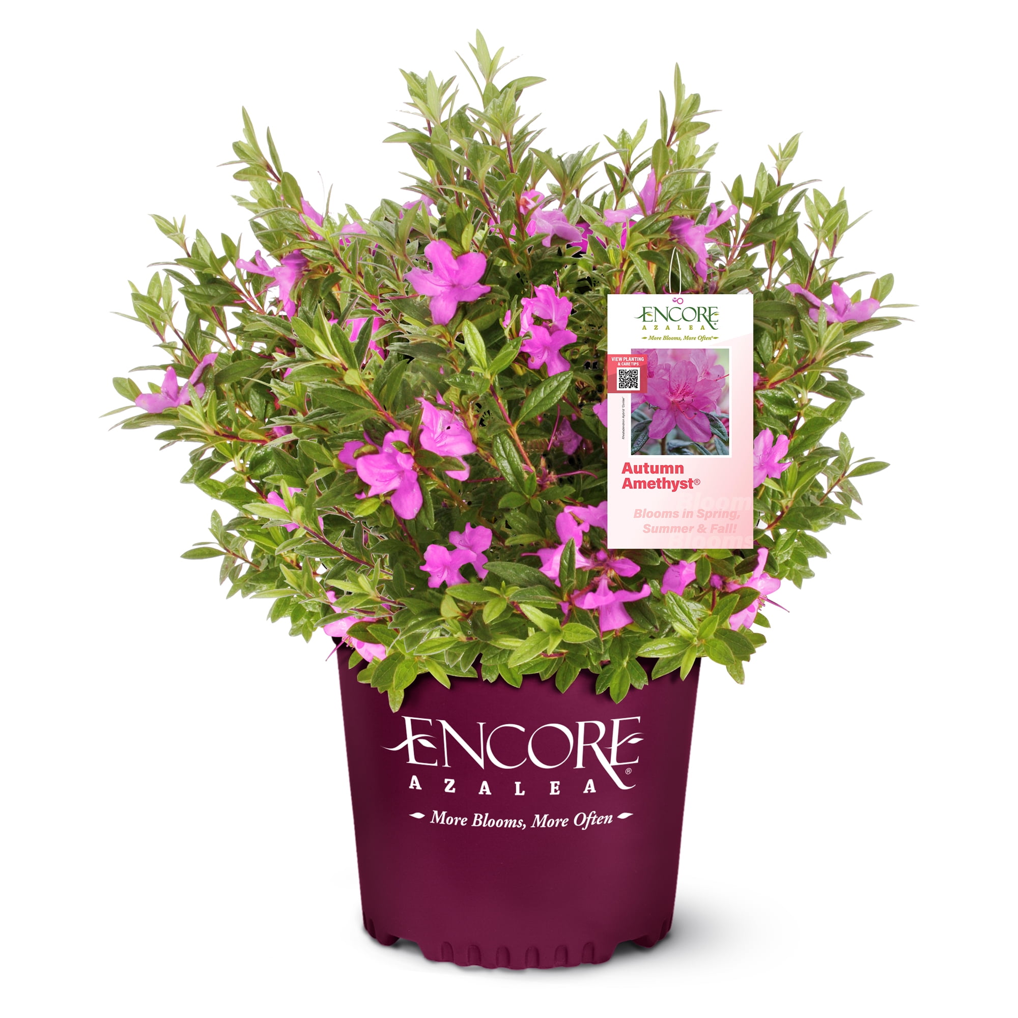 Autumn Amethyst Purple Flowering Perennial Azalea Shrub in 1 Gallon Container