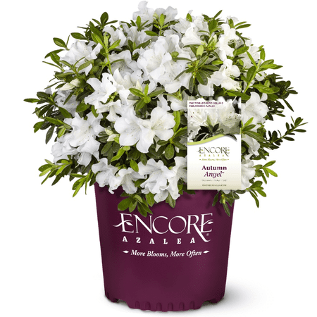 Encore Azalea Autumn Angel (1 Gallon) White Flowering Shrub - Full Sun Live Outdoor Plant