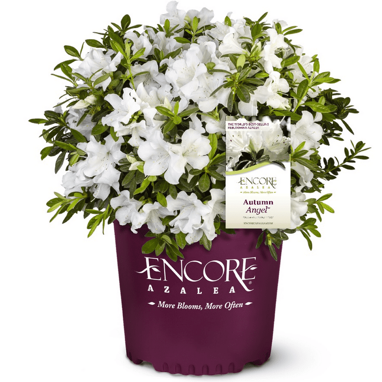 Encore Azalea Autumn Angel (1 Gallon) White Flowering Shrub - Full