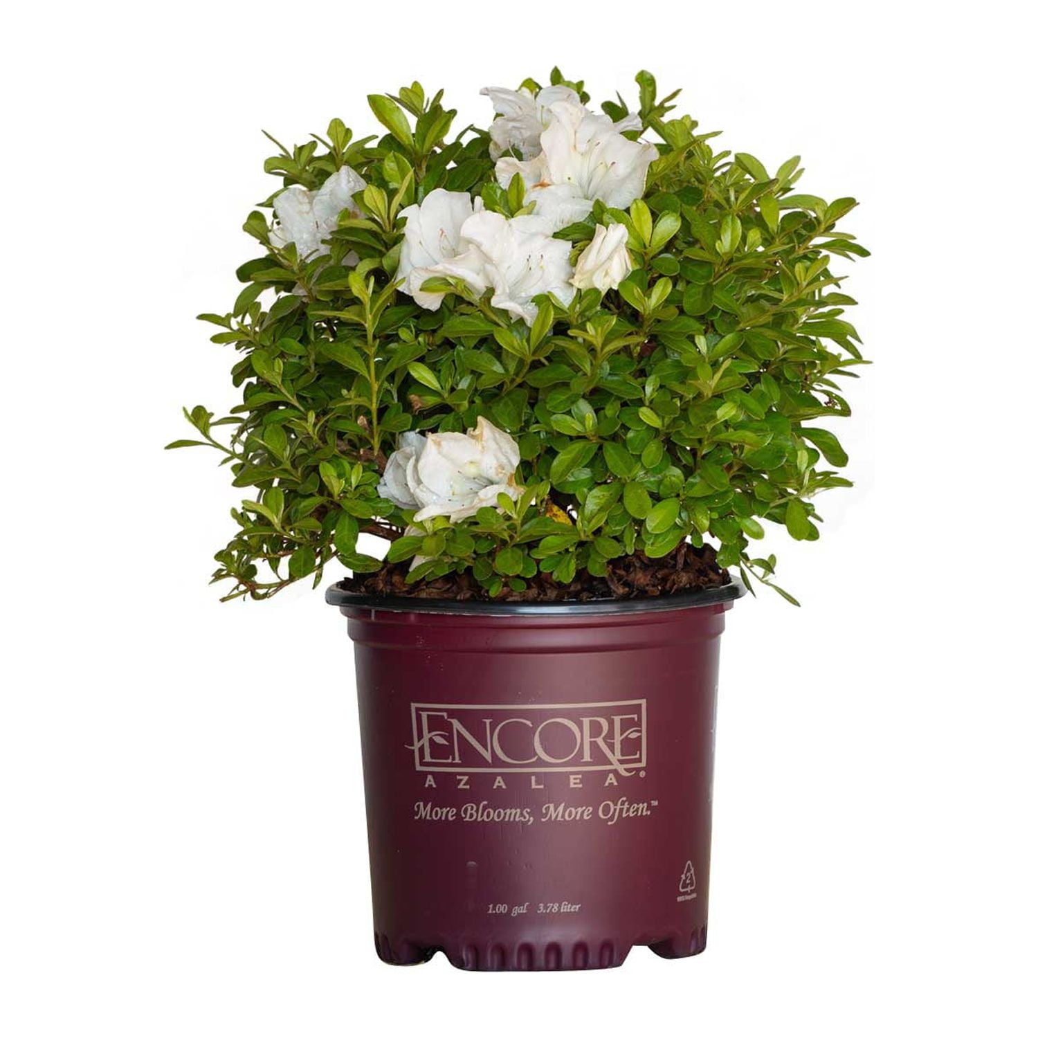 Autumn Angel White Azalea Flowering Shrub in 1 Gallon Pot