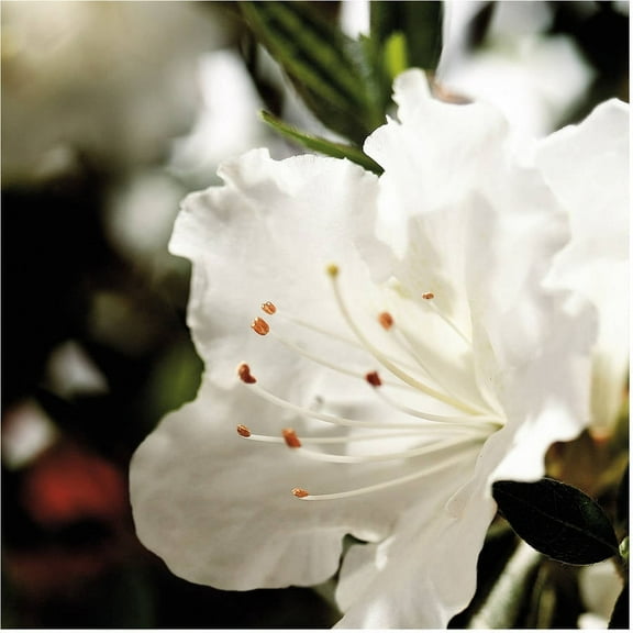 Encore Azalea Autumn Angel (2 Gallon) White Flowering Shrub - Full Sun Live Outdoor Plant