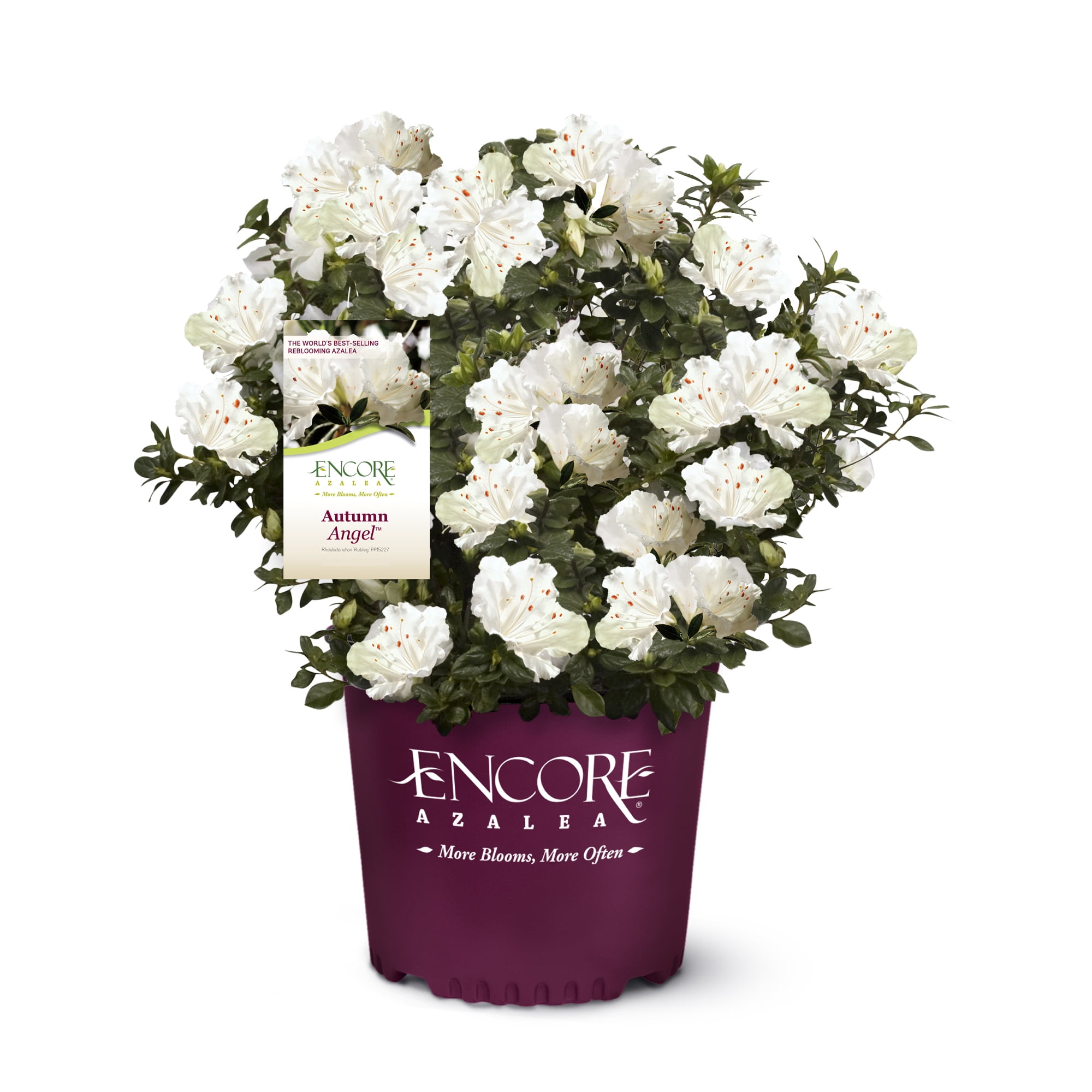 Encore Azalea Autumn Angel Live Shrubs