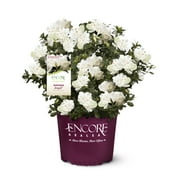 Encore Azalea Autumn Angel Live Shrubs