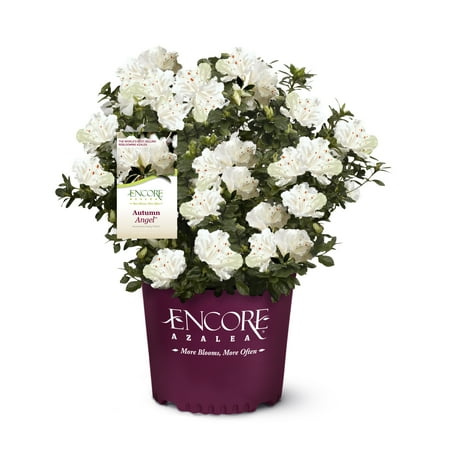 Encore Azalea Autumn Angel Live Shrubs