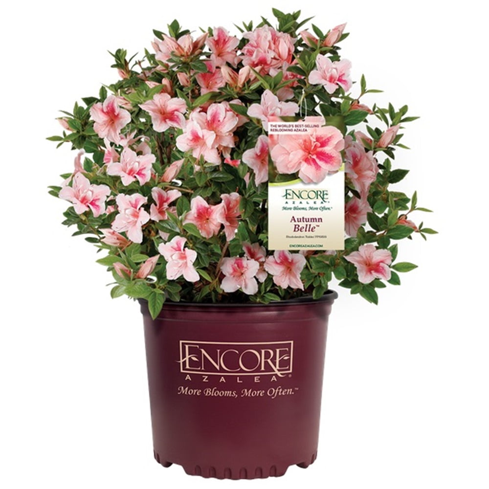 Encore Azalea Autumn Belle (3 Gallon) Pink Flowering Shrub - Full Sun Live Outdoor Plant