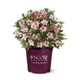 thumbnail image 1 of Encore Azalea Autumn Belle Live Shrub, 1 of 11