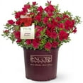 thumbnail image 1 of Encore Azalea Autumn Bonfire (2 Gallon) Red Flowering Shrub - Full Sun Live Outdoor Plant, 1 of 7