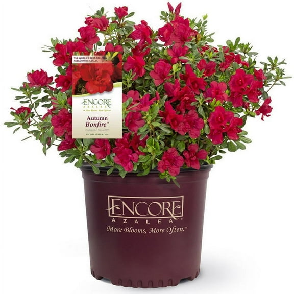 Encore Azalea Autumn Bonfire (2 Gallon) Red Flowering Shrub - Full Sun Live Outdoor Plant