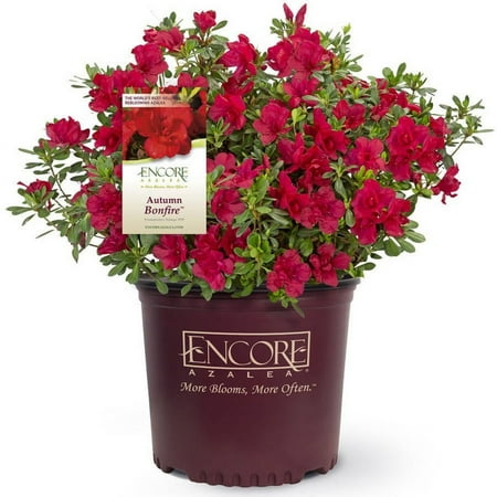Encore Azalea Autumn Bonfire Live Shrub in 2-Gallon Grower Pot