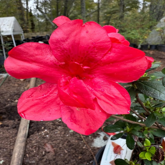 Encore Azalea Autumn Bonfire Live Shrub - 2 Gallon
