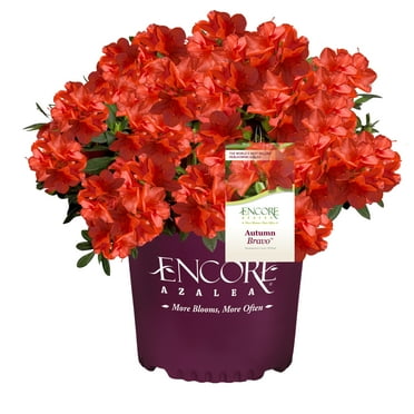 Encore Azalea Autumn Bravo Shrub 1 Gallon