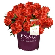Encore Azalea Autumn Bravo Shrub 1 Gallon