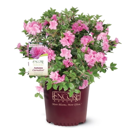 Encore Azalea Autumn Carnation (2 Gallon) Pink Flowering Shrub - Full Sun Live Outdoor Plant