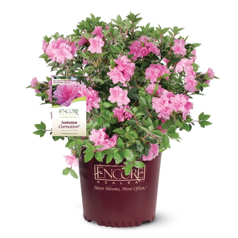 Encore Azalea Autumn Carnation (2 Gallon) Pink Flowering Shrub