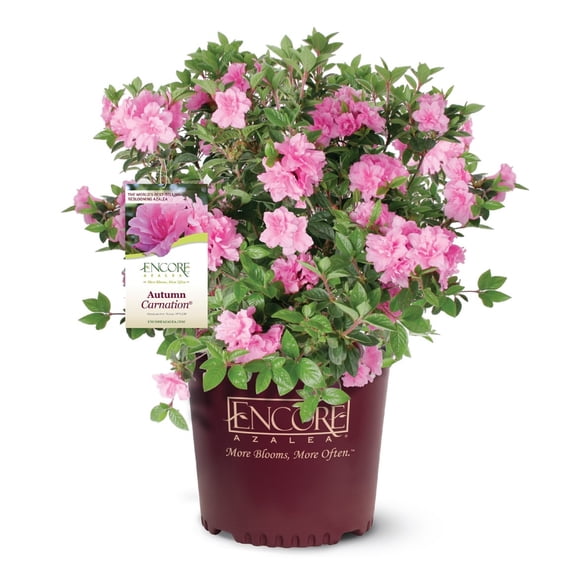 Encore Azalea Autumn Carnation (3 Gallon) Pink Flowering Shrub - Full Sun Live Outdoor Plant