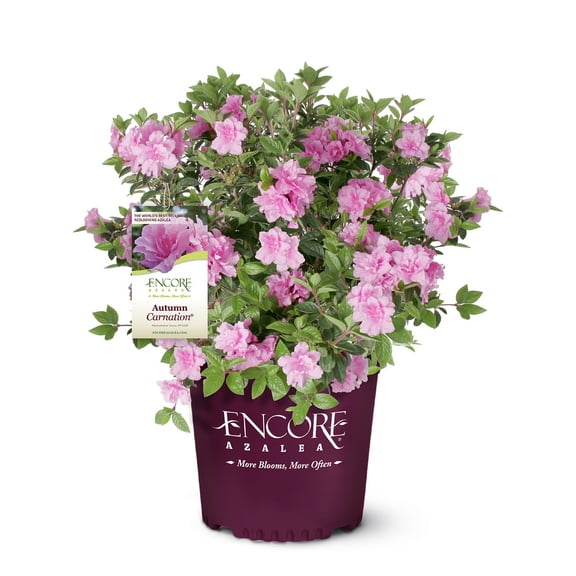 Encore Azalea Autumn Carnation Live Shrub