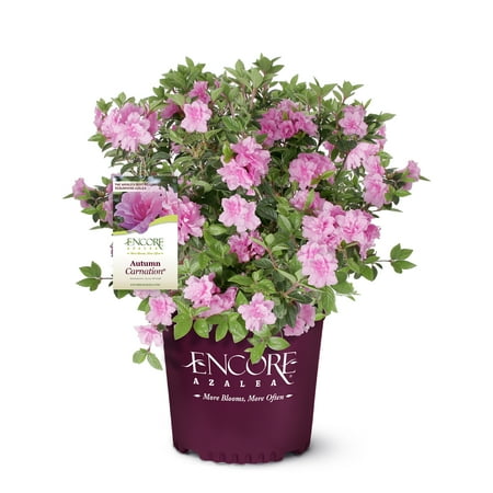 Encore Azalea Autumn Carnation Live Shrubs