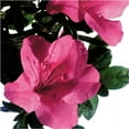 thumbnail image 1 of Encore Azalea Autumn Carnival (2 Gallon) Pink Flowering Shrub - Full Sun Live Outdoor Plant, 1 of 4