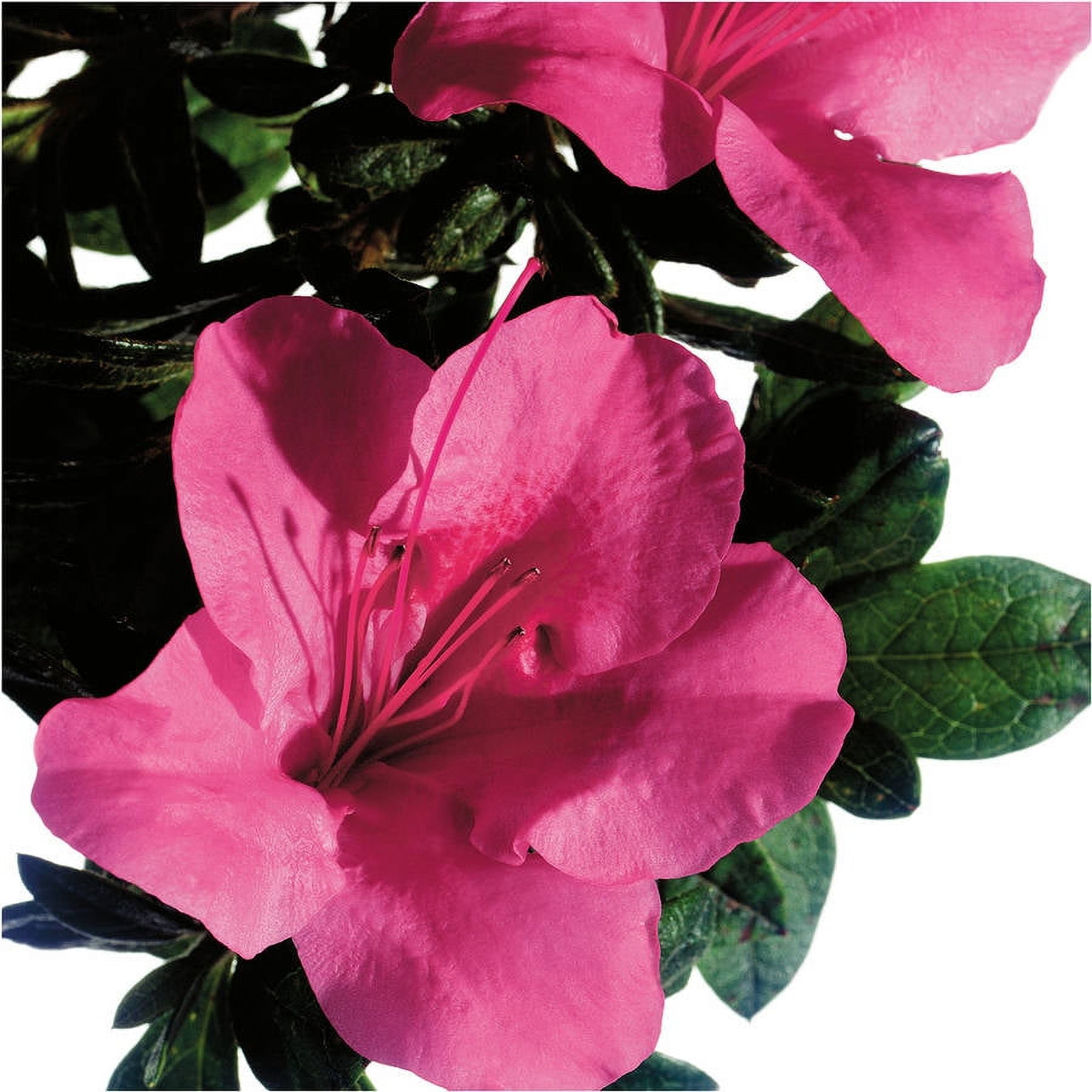 Encore Azalea Autumn Carnival (3 Gallon) Pink Flowering Shrub - Full ...