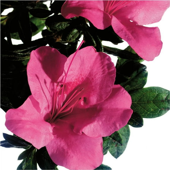 Encore Azalea Autumn Carnival (3 Gallon) Pink Flowering Shrub - Full Sun Live Outdoor Plant