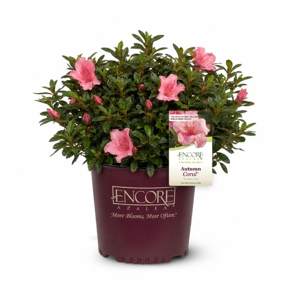 Encore Azalea Autumn Coral (1 Gallon) Coral Pink Flowering Shrub - Full Sun Live Outdoor Plant