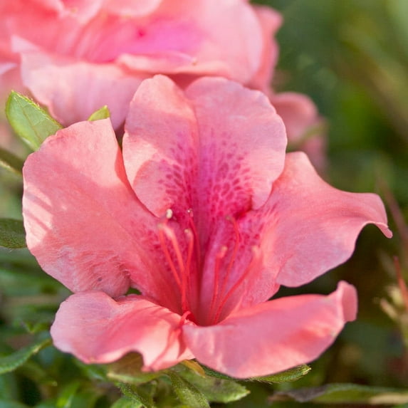 Encore Azalea Autumn Coral (3 Gallon) Coral Pink Flowering Shrub - Full Sun Live Outdoor Plant