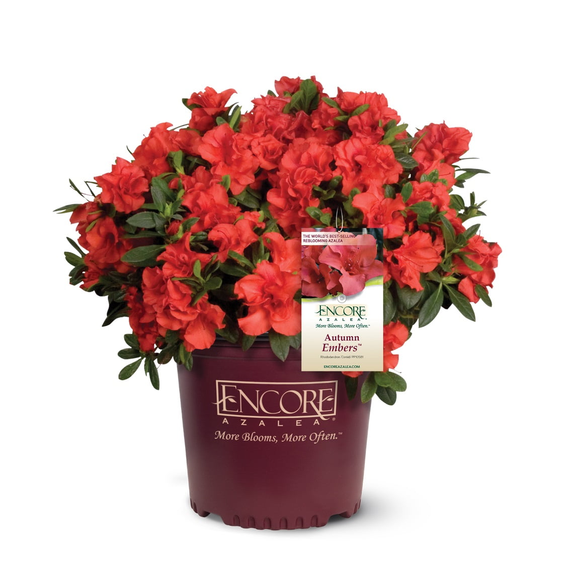 Encore Azalea Autumn Embers (2 Gallon) Red Pink Flowering Shrub - Full Sun Live Outdoor Plant