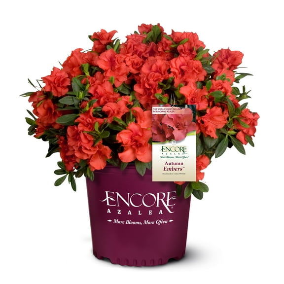 Encore Azalea Autumn Embers Shrub 1 Gallon
