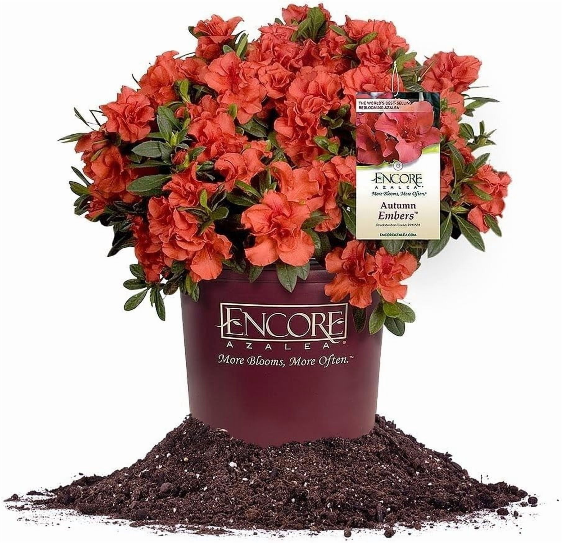 Encore Azalea Autumn Embers in 1 Gal. Grower’s Pot - Blooms Spring ...