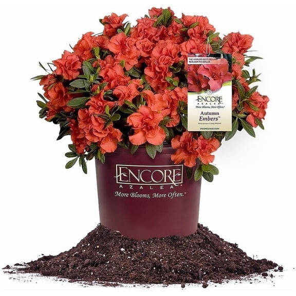 Encore Azalea Autumn Embers in 1 Gal. Growers Pot - Blooms Spring Through Fall