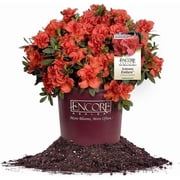 Encore Azalea Autumn Embers in 1 Gal. Grower s Pot - Blooms Spring Through Fall