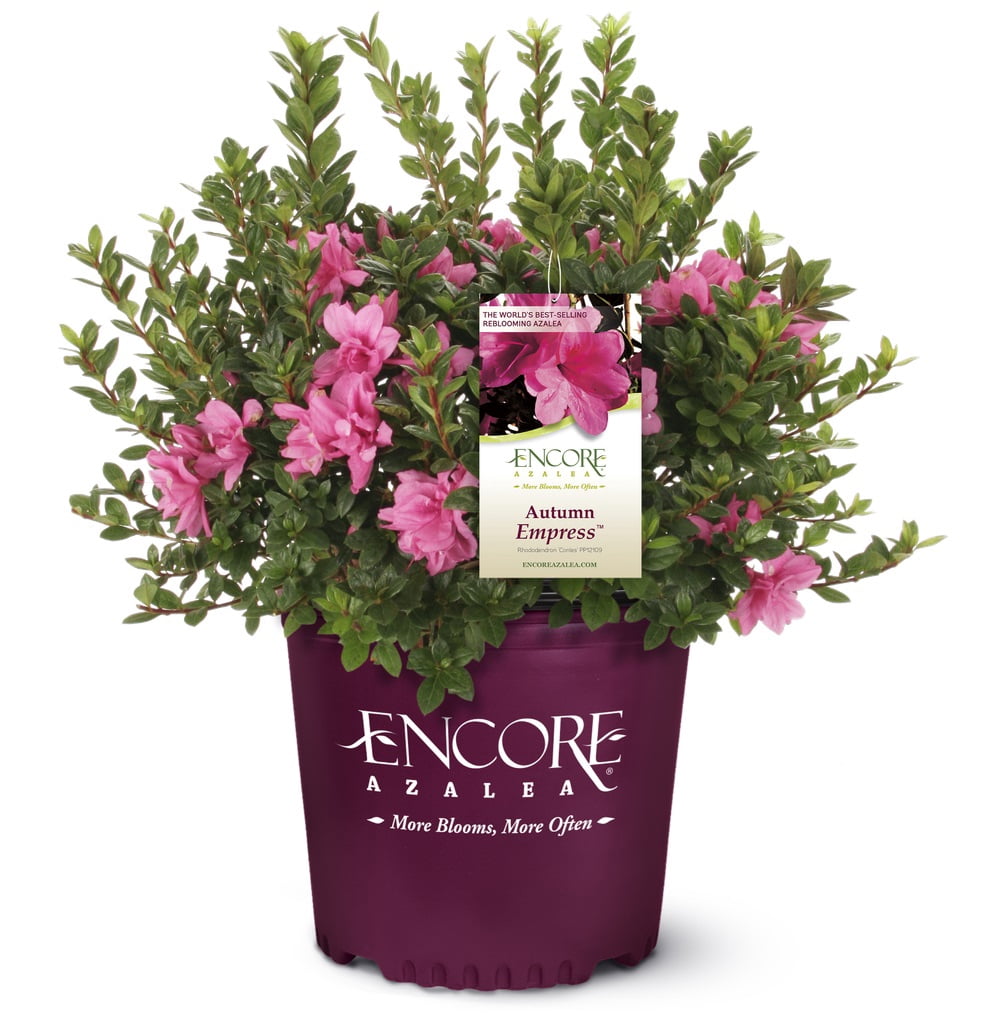 Encore Azalea Autumn Empress (3 Gallon) Pink Flowering Shrub - Full Sun Live Outdoor Plant
