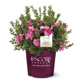 Encore Azalea Autumn Empress Live Shrub (1 Gallon)