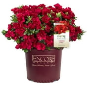 Encore Azalea Autumn Fire (1 Gallon) Red Flowering Shrub - Full Sun Live Outdoor Plant