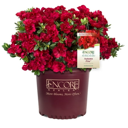Encore Azalea Autumn Fire (2 Gallon) Red Flowering Shrub - Full Sun Live Outdoor Plant