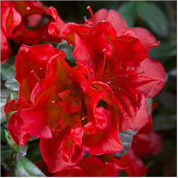 Encore Azalea Autumn Fire - Re-blooming Shrub with Fiery Red Blooms - 7 Gal