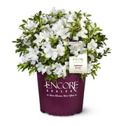 Encore Azalea Autumn Ivory (1 Gallon) White Flowering Shrub - Full Sun Live Outdoor Plant