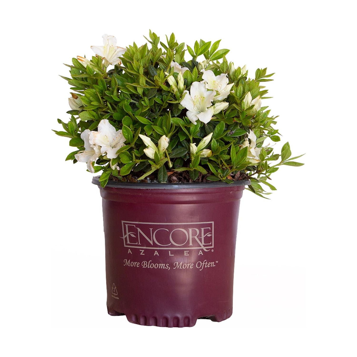 Encore Azalea Autumn Angel (1 Gallon) White Flowering Shrub Encore Azalea Autumn Angel (1 Gallon) White Flowering Shrub