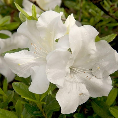 Encore Azalea Autumn Ivory (2 Gallon) White Flowering Shrub - Full Sun Live Outdoor Plant