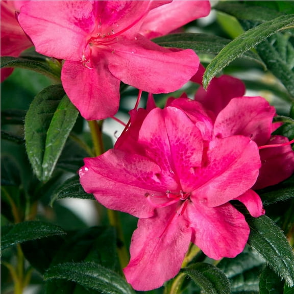 Encore Azalea Autumn Jewel (1 Gallon) Pink Flowering Shrub - Full Sun Live Outdoor Plant