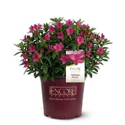 Encore Azalea Autumn Jewel (3 Gallon) Pink Flowering Shrub - Full Sun Live Outdoor Plant