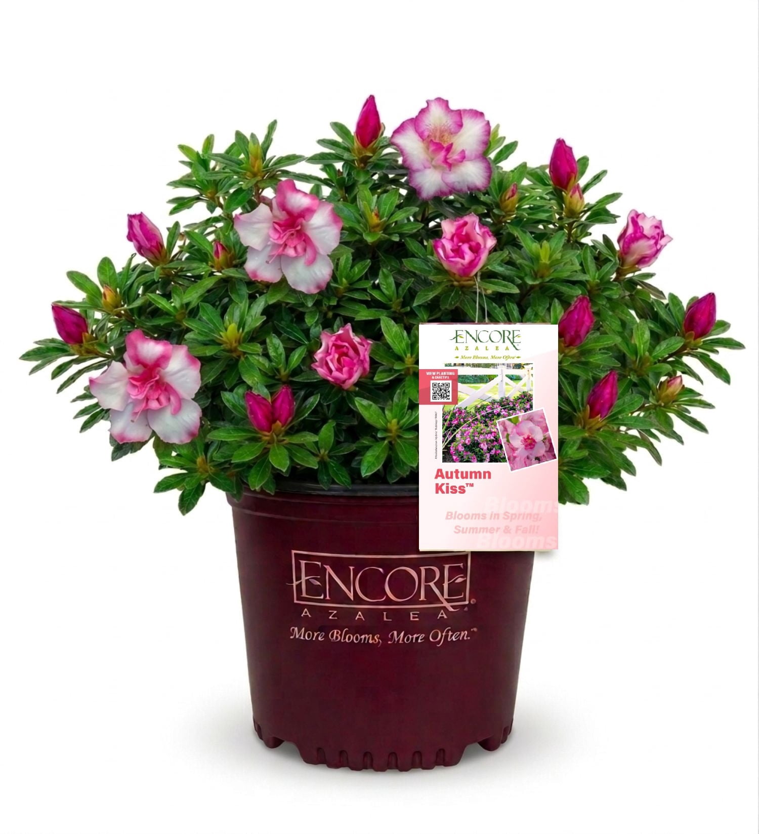 Encore Azalea Autumn Kiss (1 Gallon) Two-Tone Pink Flowering Shrub - Full Sun Live Outdoor Plant
