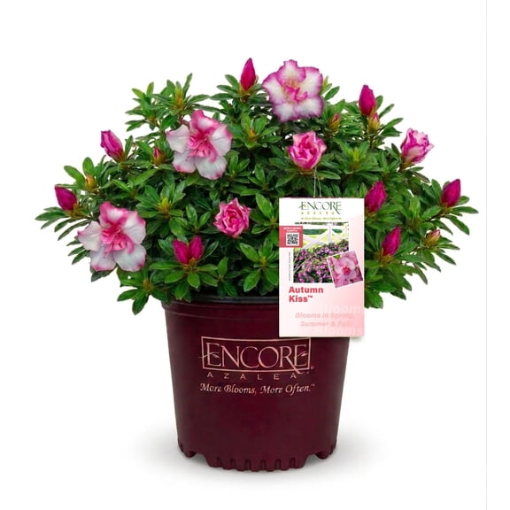 Encore Azalea Autumn Kiss (1 Gallon) Two-Tone Pink Flowering Shrub - Full Sun Live Outdoor Plant