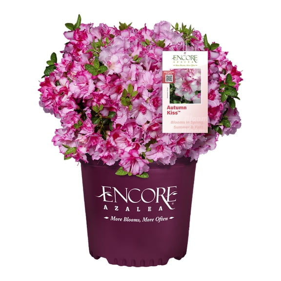 Encore Azalea Autumn Kiss Live Shrub (1 Gallon)